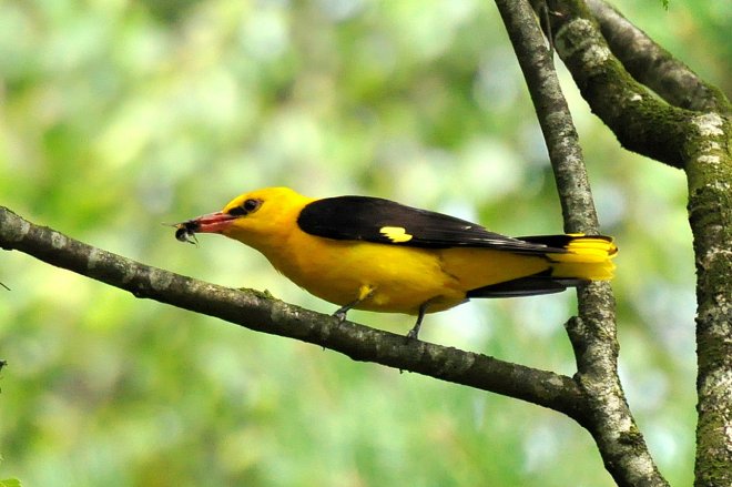 Wielewaal foto van natuurmonumenten